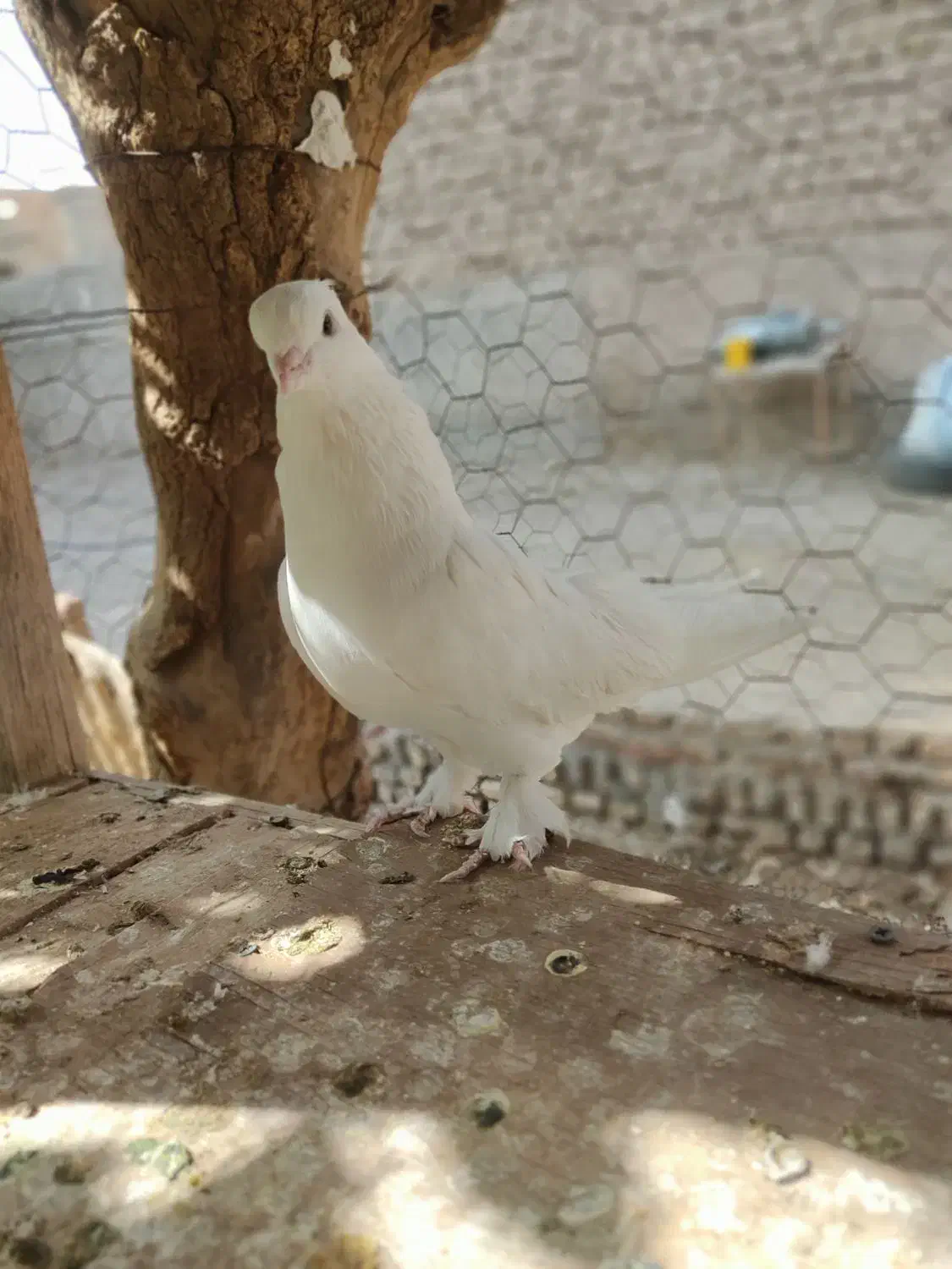 کفتر|پرنده|گرمسار, |دیوار