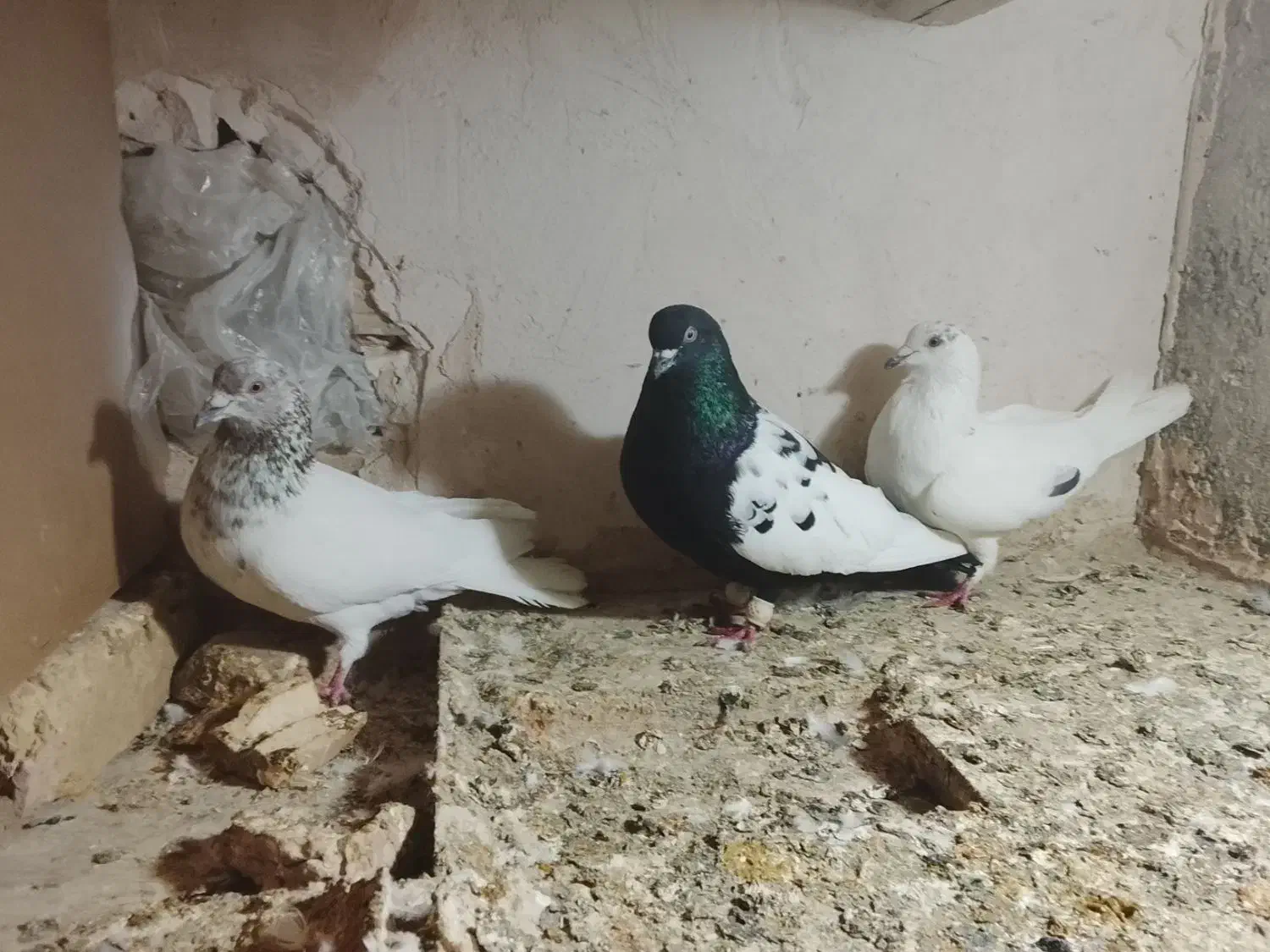 کبوتر رنگی صید|پرنده|چناران, |دیوار