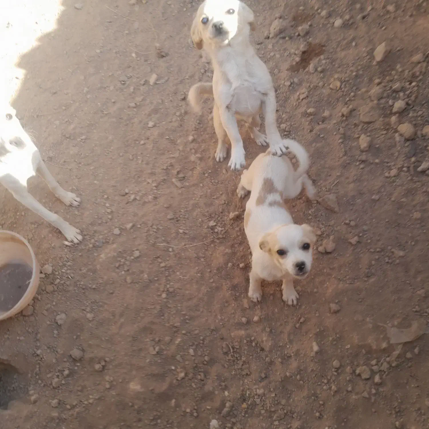 سگ خونگی تربیت شده|سگ|اسفرورین, |دیوار