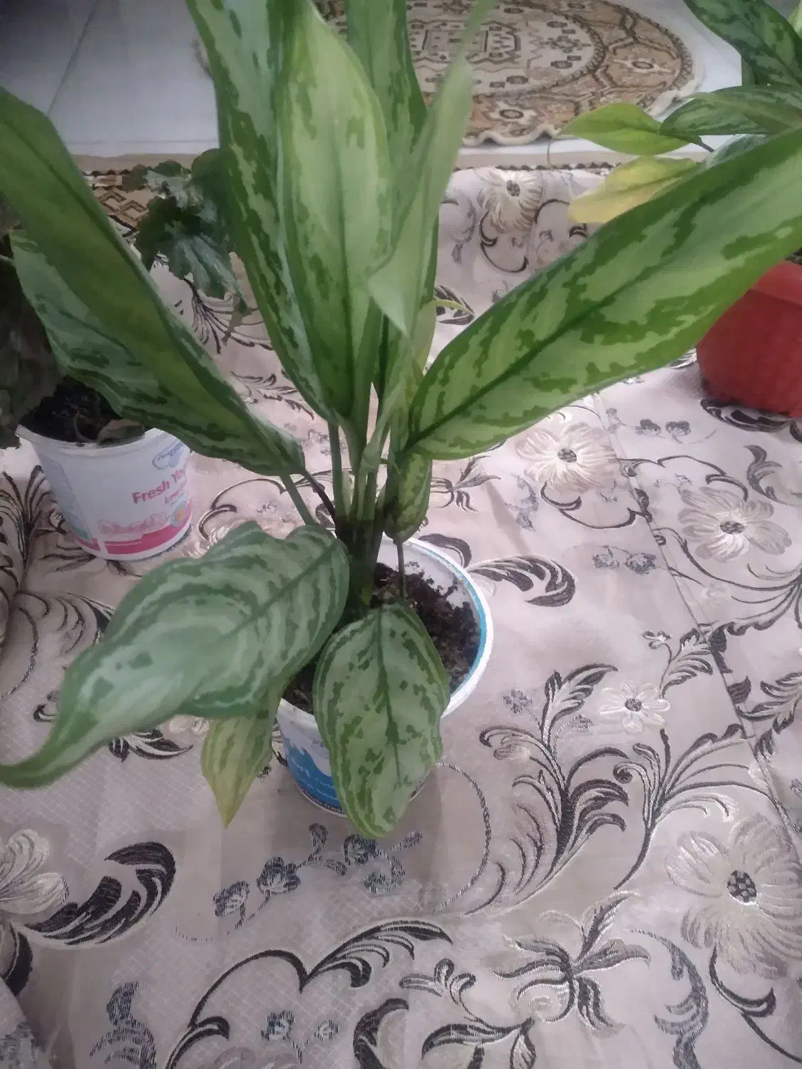 گل و گیاه|گل و گیاه طبیعی|سقز, |دیوار