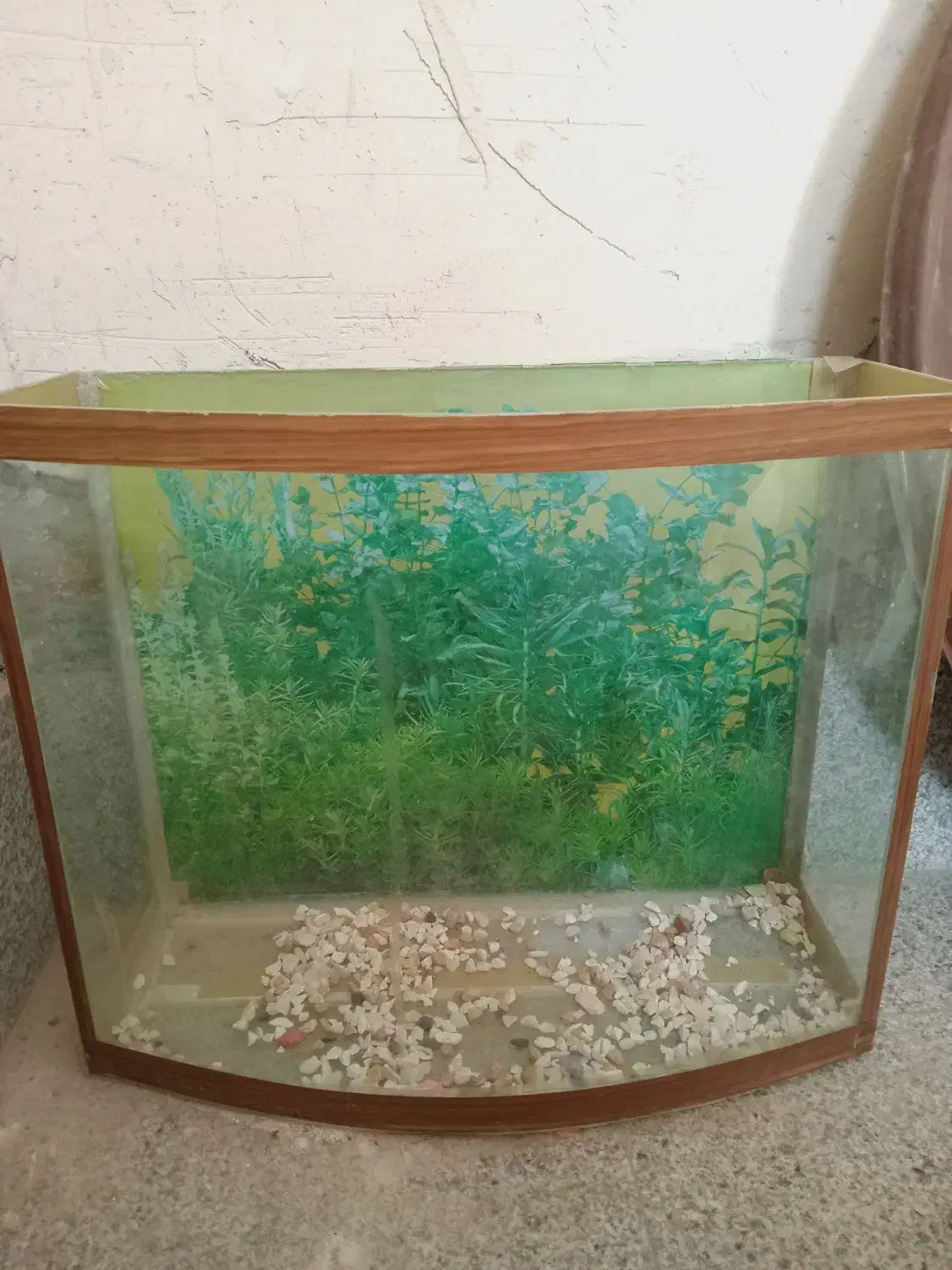 آکواریوم|ماهی|مراغه, |دیوار