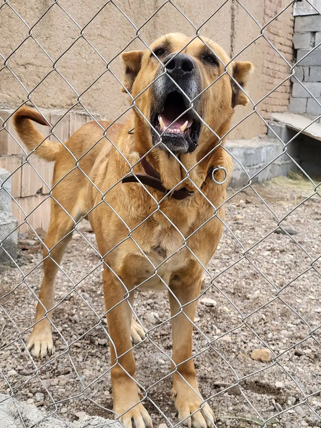 سگ سرابی|سگ|مرند, |دیوار