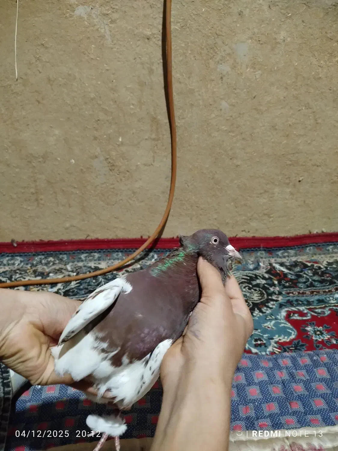 کبوتر|پرنده|آزادشهر, |دیوار