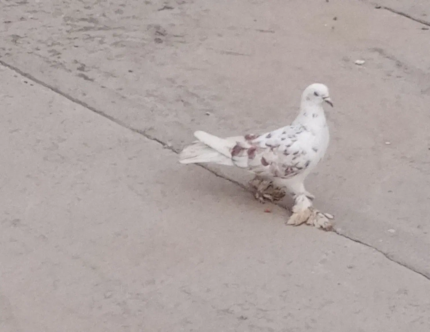 کبوتر|پرنده|تبریز, |دیوار