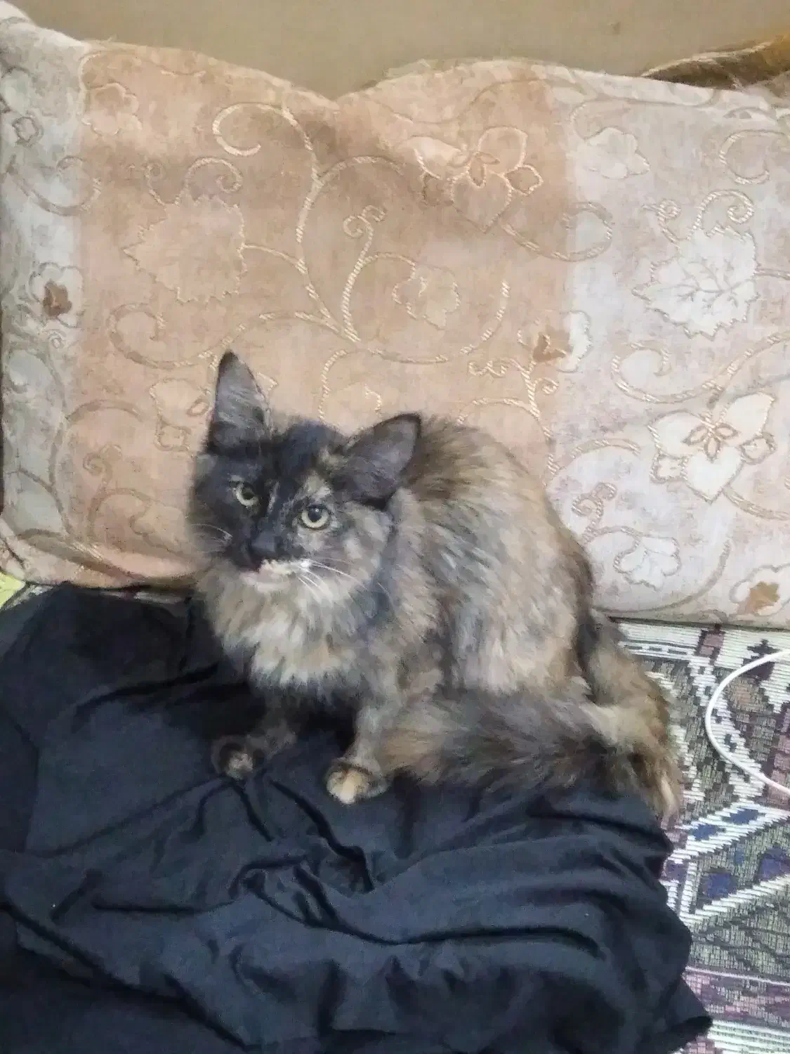 گربه پرشین|گربه|مشهد, رضاییه|دیوار