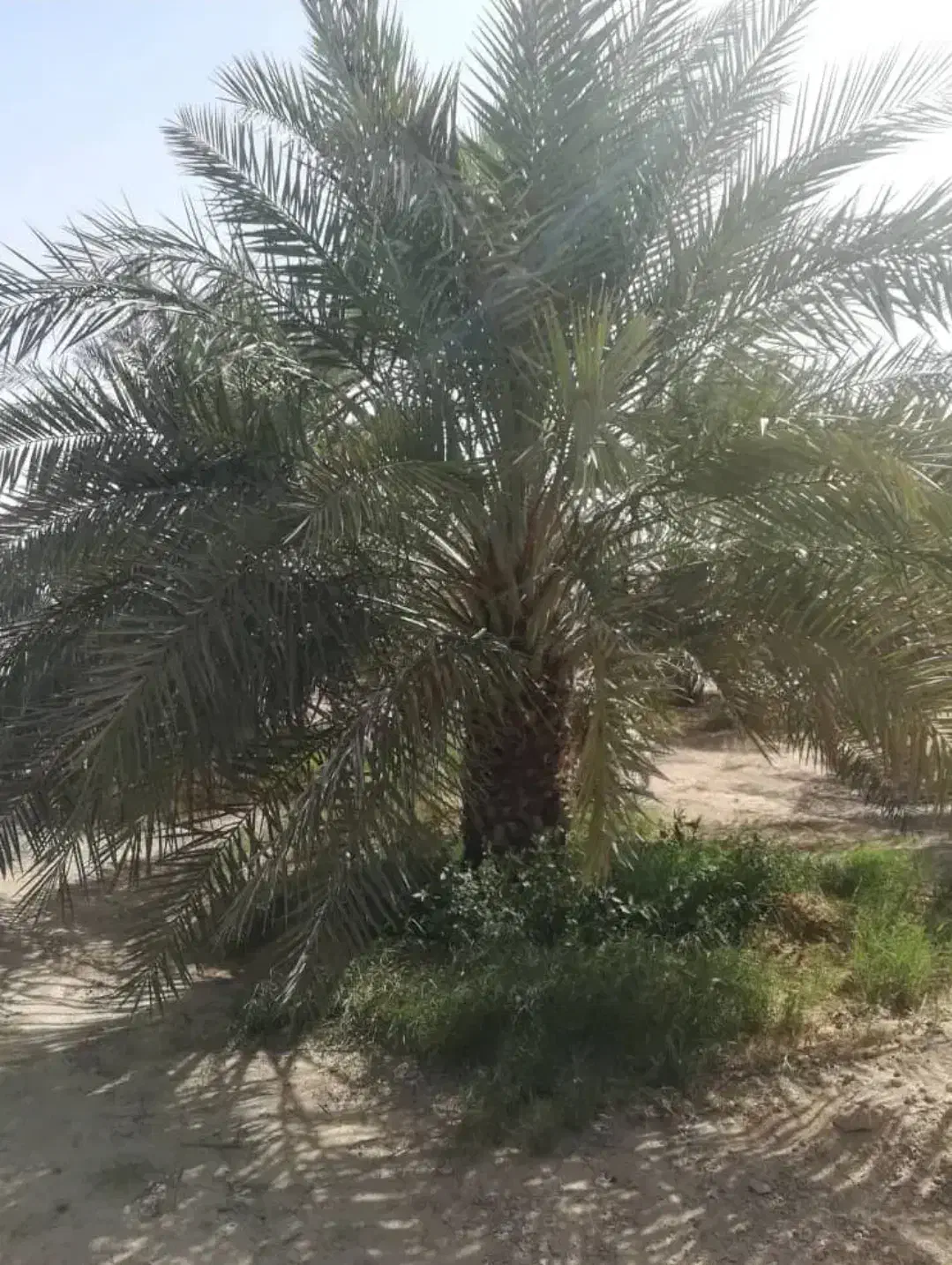 نخل شاهانی مناسب فضای سبز|گل و گیاه طبیعی|شیراز, آزادگان|دیوار