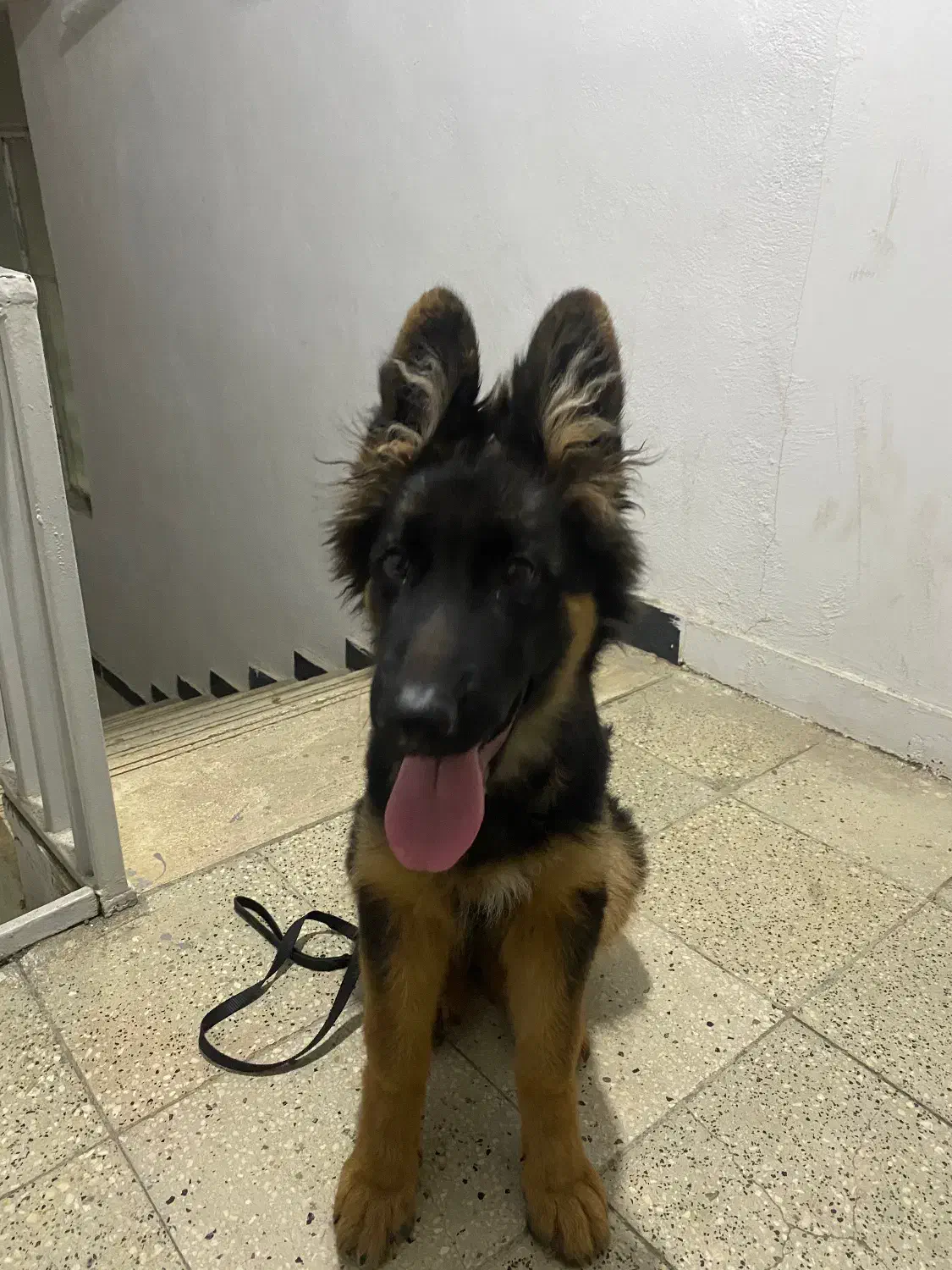 توله ژرمن شولاین بلک فیس موبلند|سگ|ساری, |دیوار