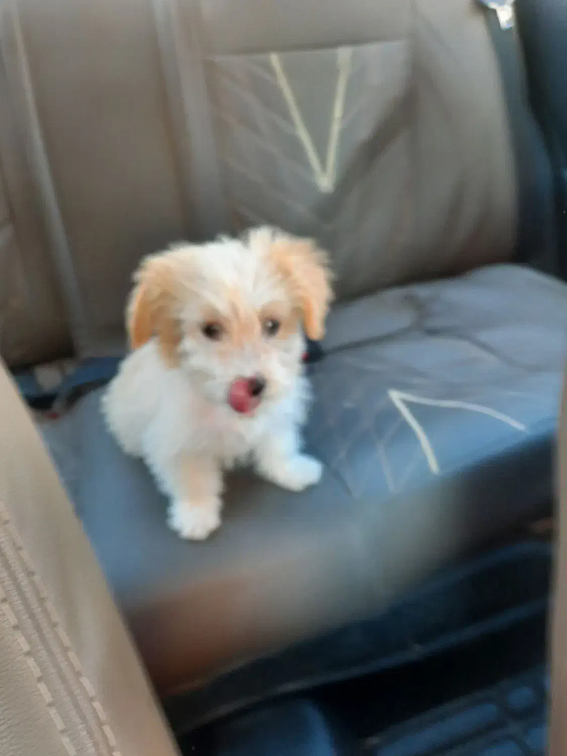 سگ شیتزو اصل|سگ|ارومیه, |دیوار