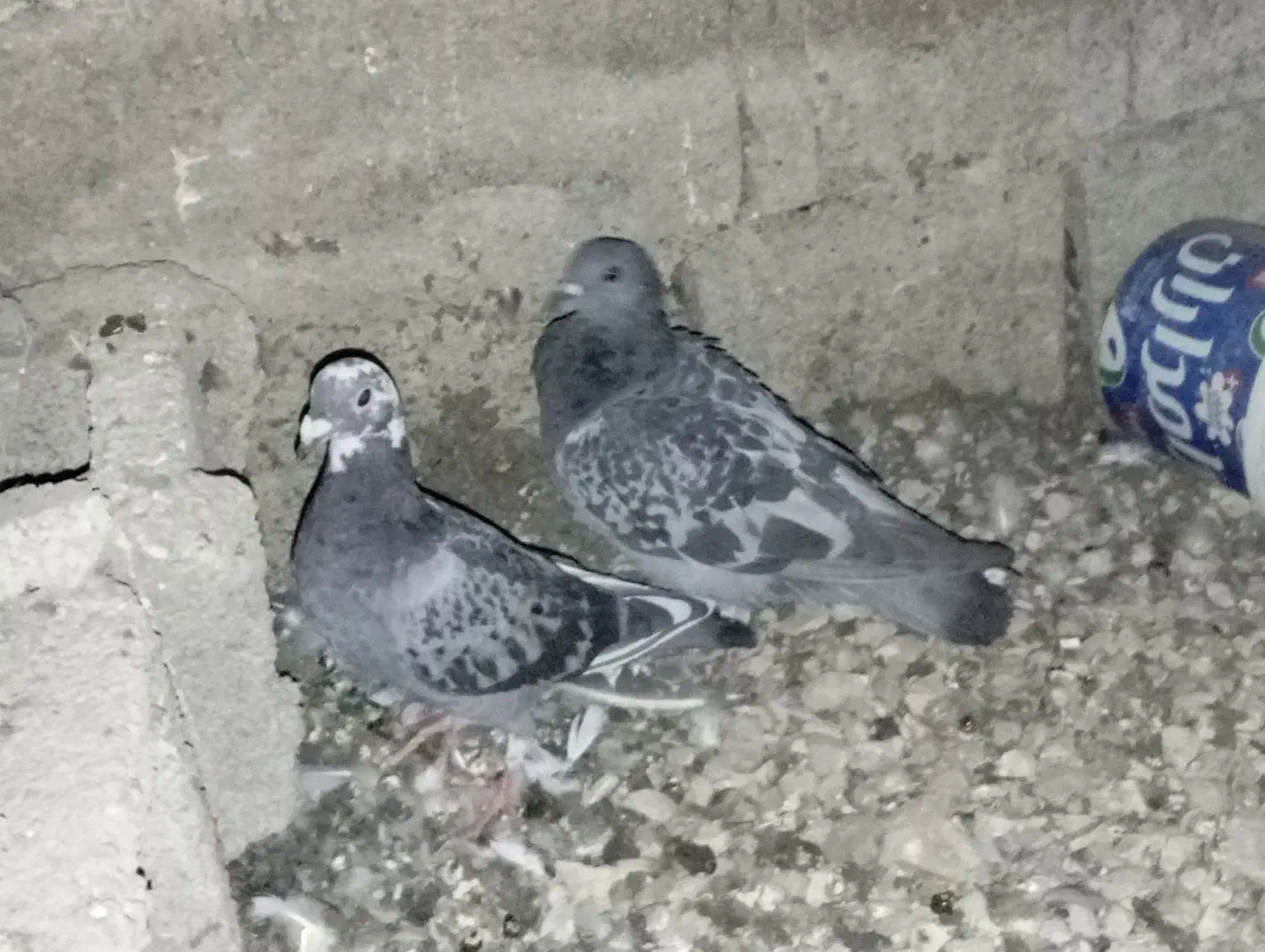 کبوتر پلاکی 40عدد|پرنده|سپیدان, |دیوار