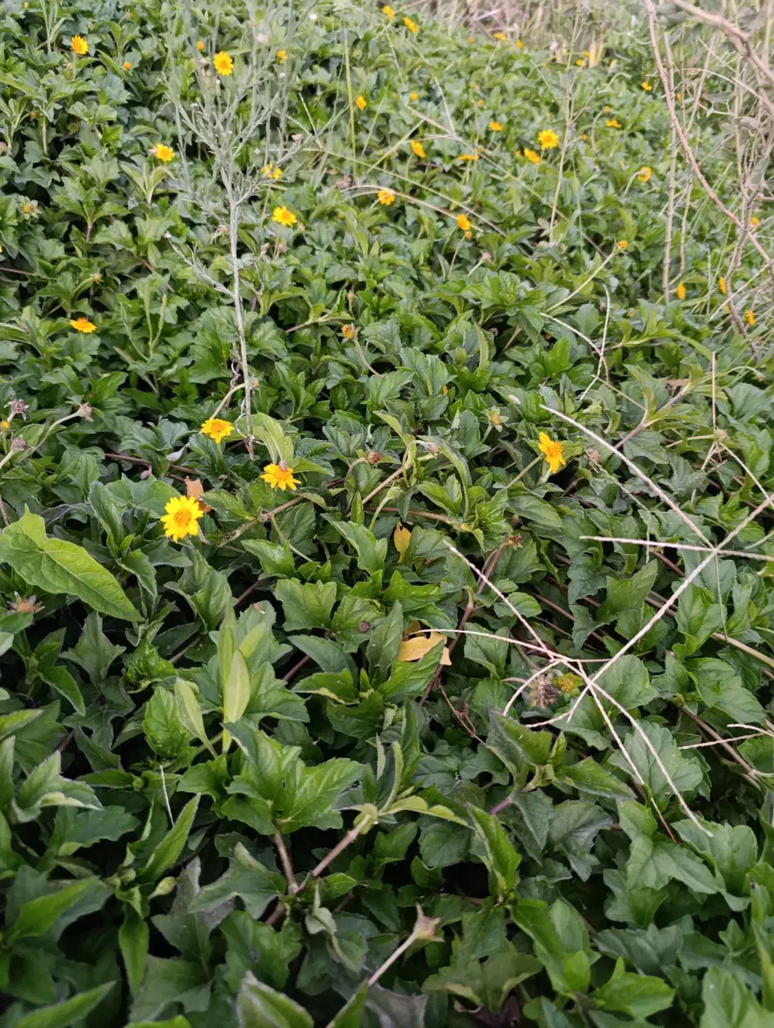 فروش انواع نهال|گل و گیاه طبیعی|دزفول, |دیوار