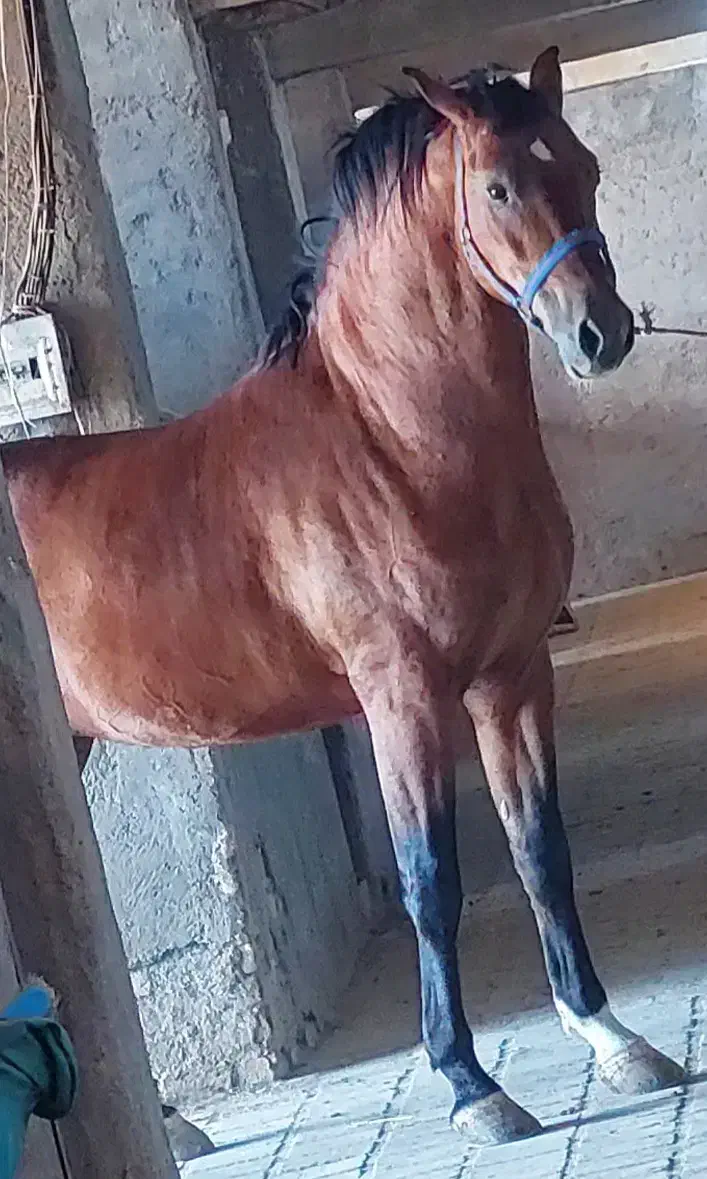 ورزش وتفریح وشادی|اسب و تجهیزات اسب‌سواری|یزد, |دیوار