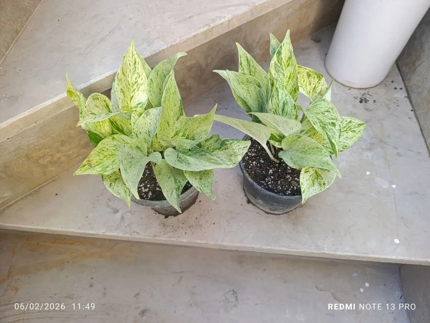 باباادم|گل و گیاه طبیعی|نیشابور, شهید بهشتی|دیوار