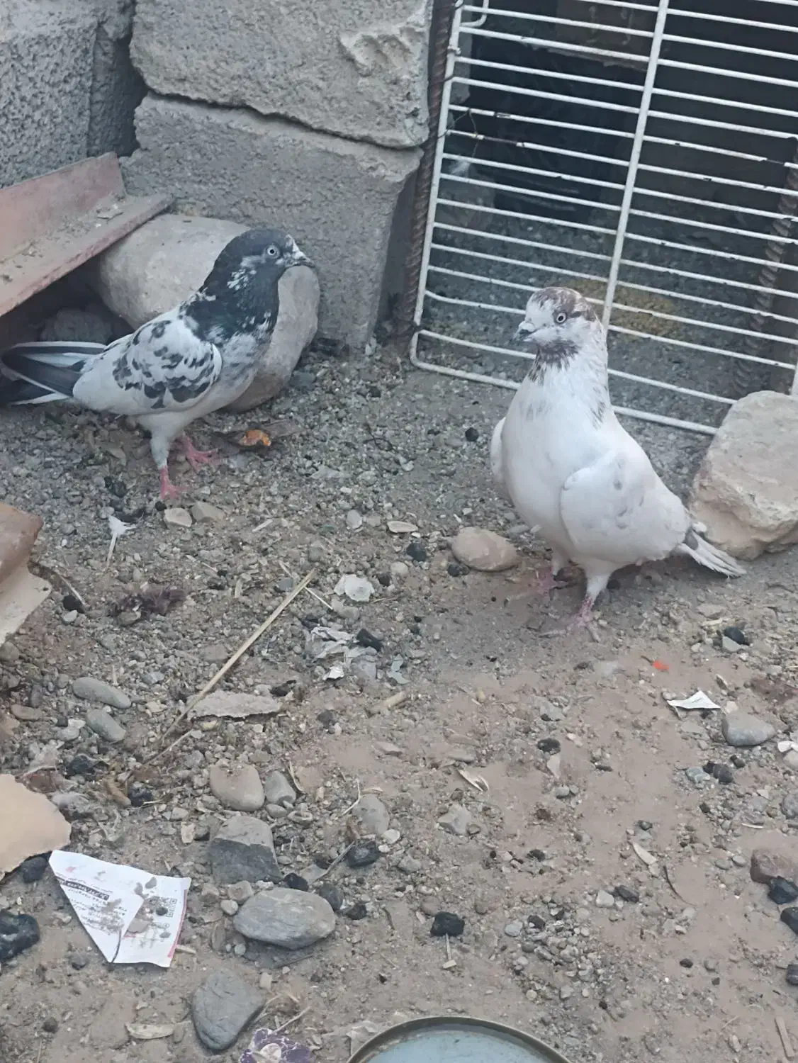 کبوتر|پرنده|ایرانشهر, |دیوار