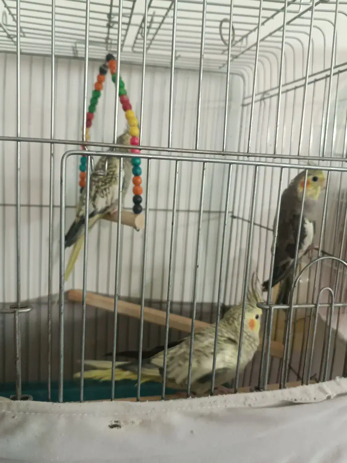 عروس هلندی|پرنده|محمدشهر, محمدشهر|دیوار