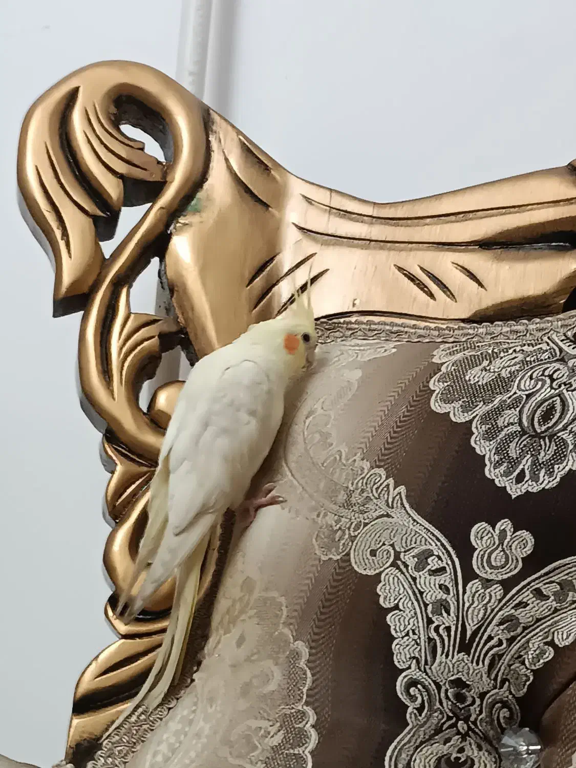 گمشده|حیوانات|سهند, |دیوار