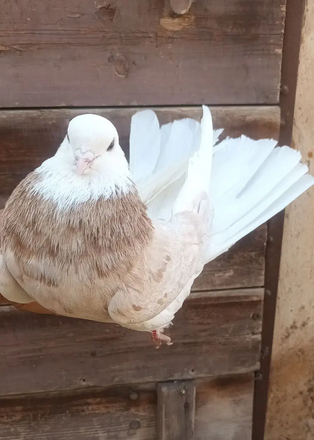 کبوتر شازده|پرنده|ماهنشان, |دیوار