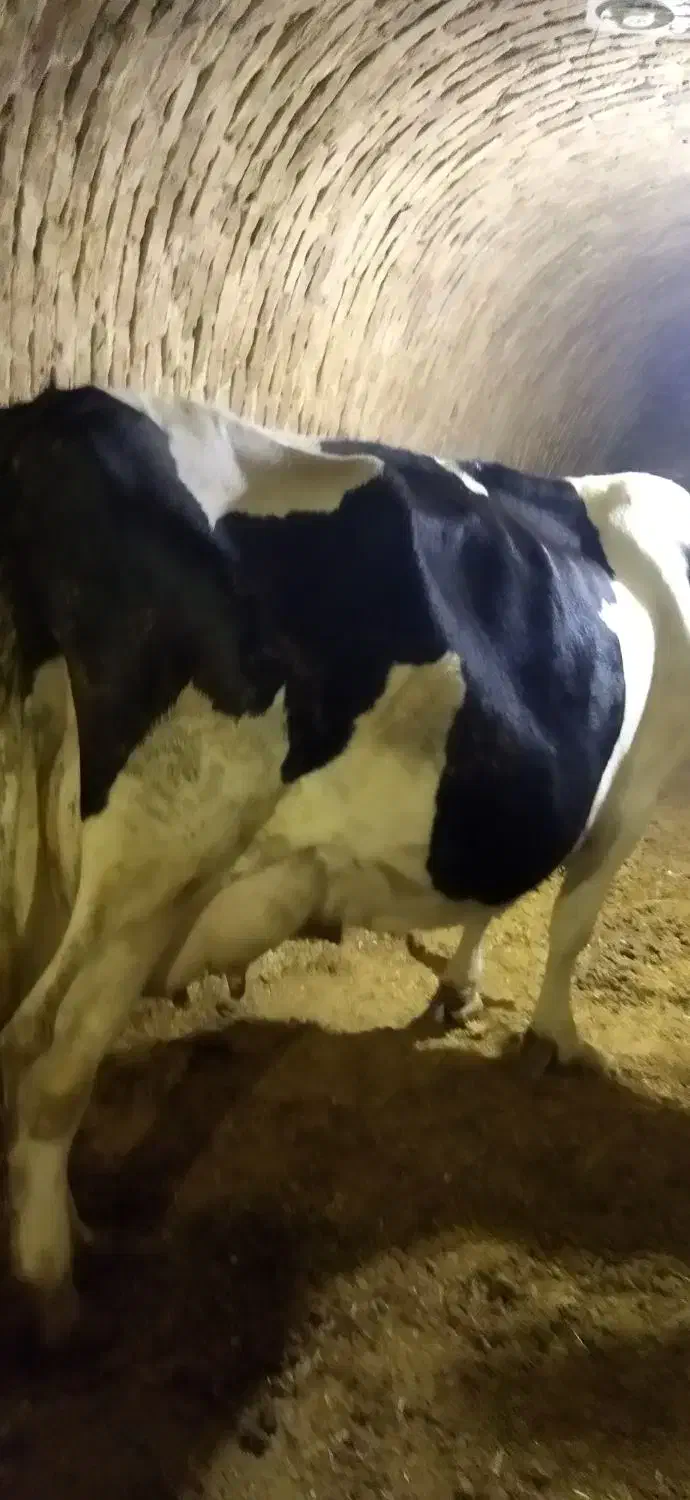 گاو شیری|حیوانات مزرعه|چهاردولی, |دیوار