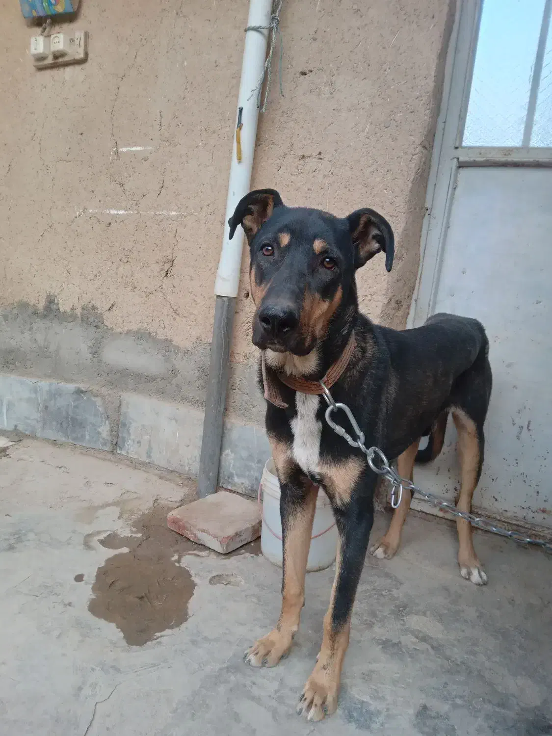 سگ نگهبان|سگ|گلپایگان, |دیوار