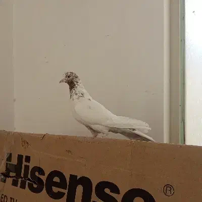 کبوتر|پرنده|یزد, |دیوار