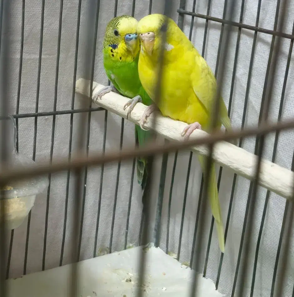 مرغ عشق|پرنده|قم, شاه ابراهیم|دیوار