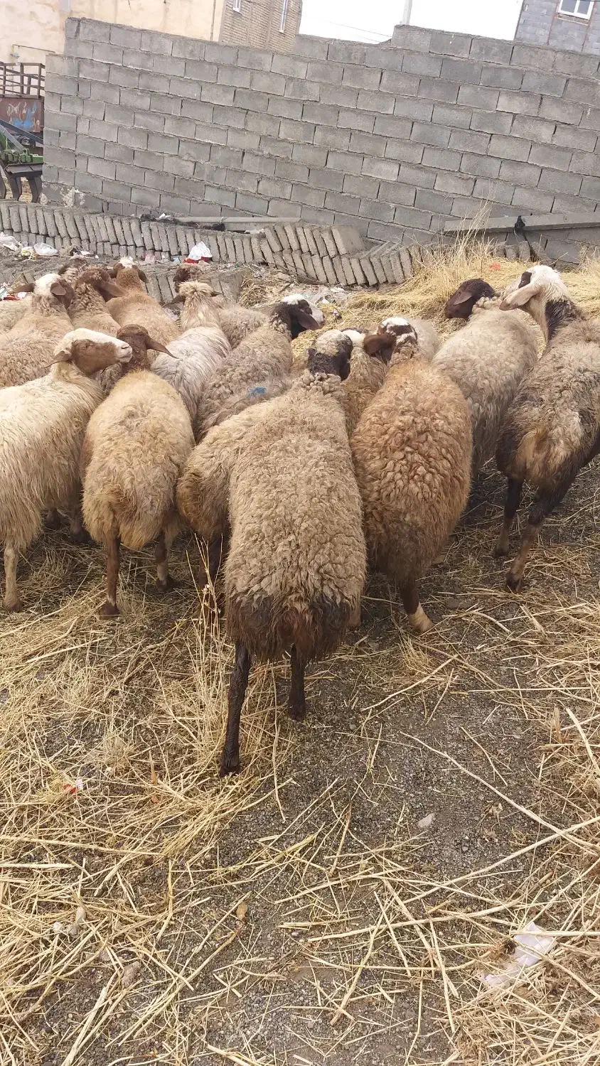 تعداد۱۹راس میش ابستن ،مالچه ،برای داشت|حیوانات مزرعه|سنندج, |دیوار