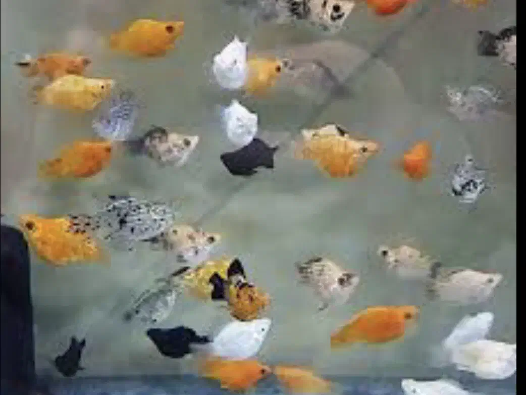 ماهی مولی و گوپی|ماهی|مشهد, ادیب نیشابوری (شهرک غرب)|دیوار