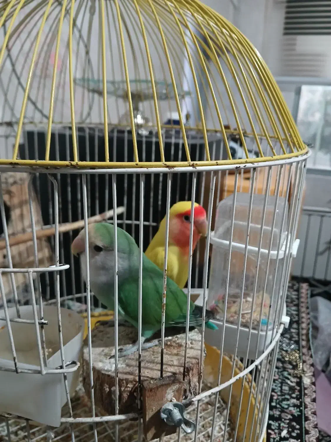 جفت مولد طوطی برزیلی|پرنده|کرج, ساماندهی|دیوار