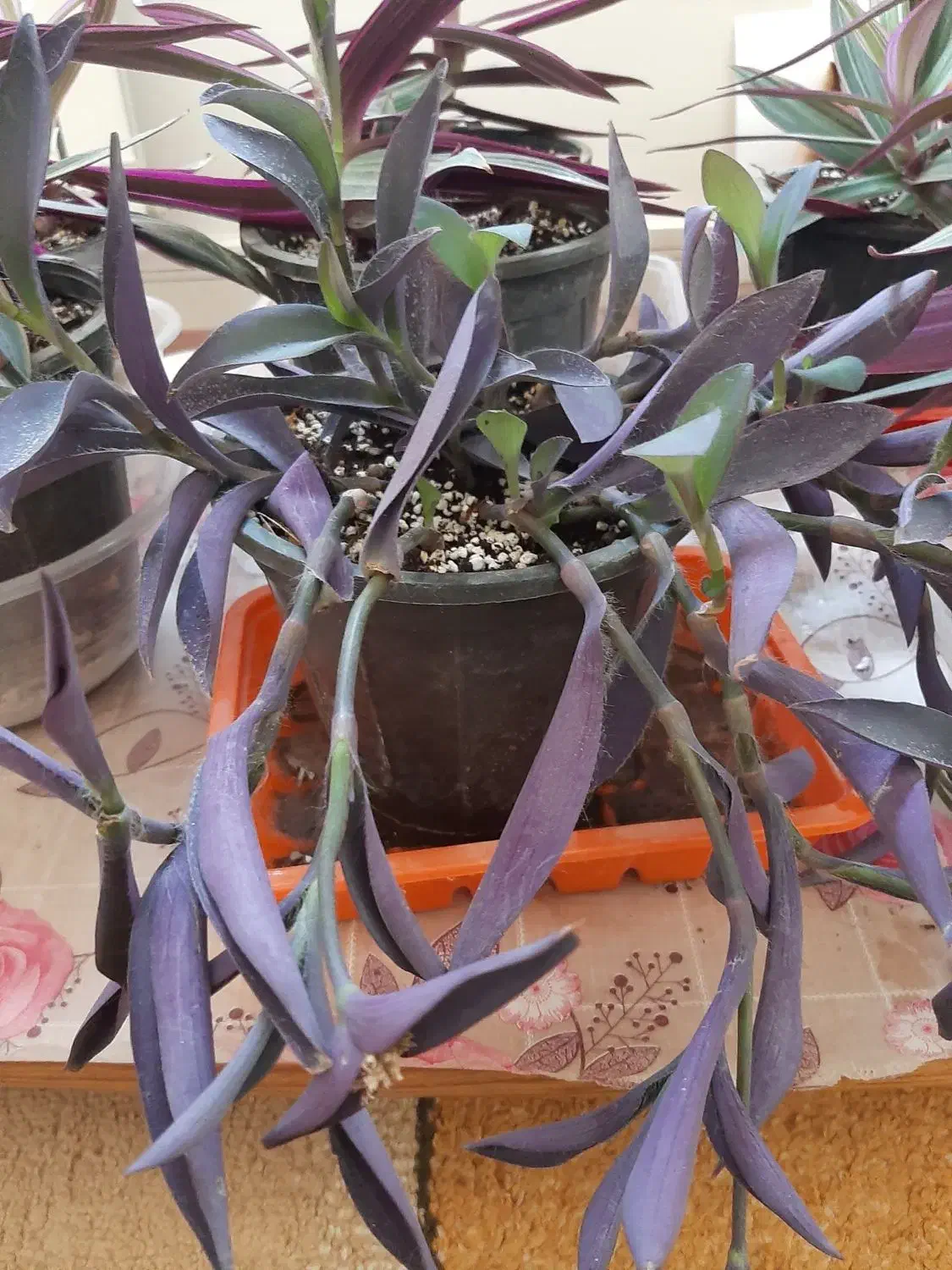 گل زیپلین و قلب ارغوان|گل و گیاه طبیعی|هشتگرد, فاز ۱ مهستان|دیوار