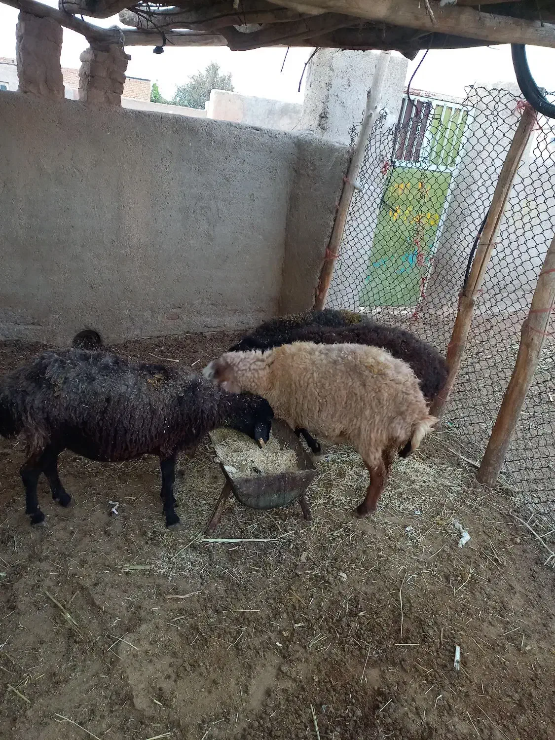 دو راس گوسفند|حیوانات مزرعه|زرندیه, |دیوار