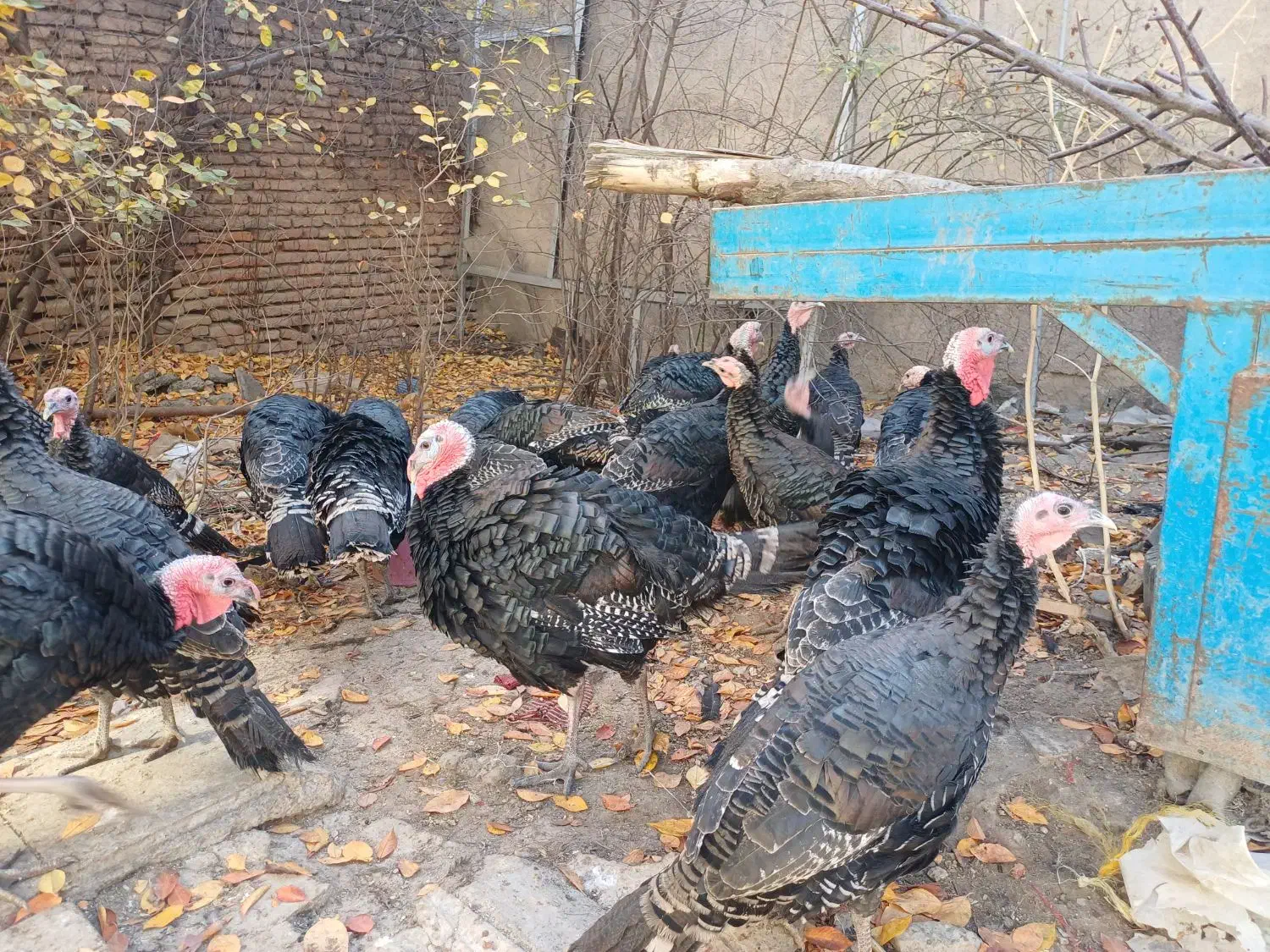 بوقلمون برنز  ۳۰۰۰۰۰ تومن|حیوانات مزرعه|اردبیل, |دیوار