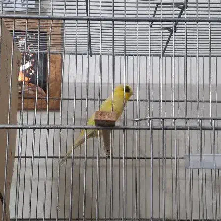 فروش قناری جنسیت نر|پرنده|قم, شاه سید علی|دیوار