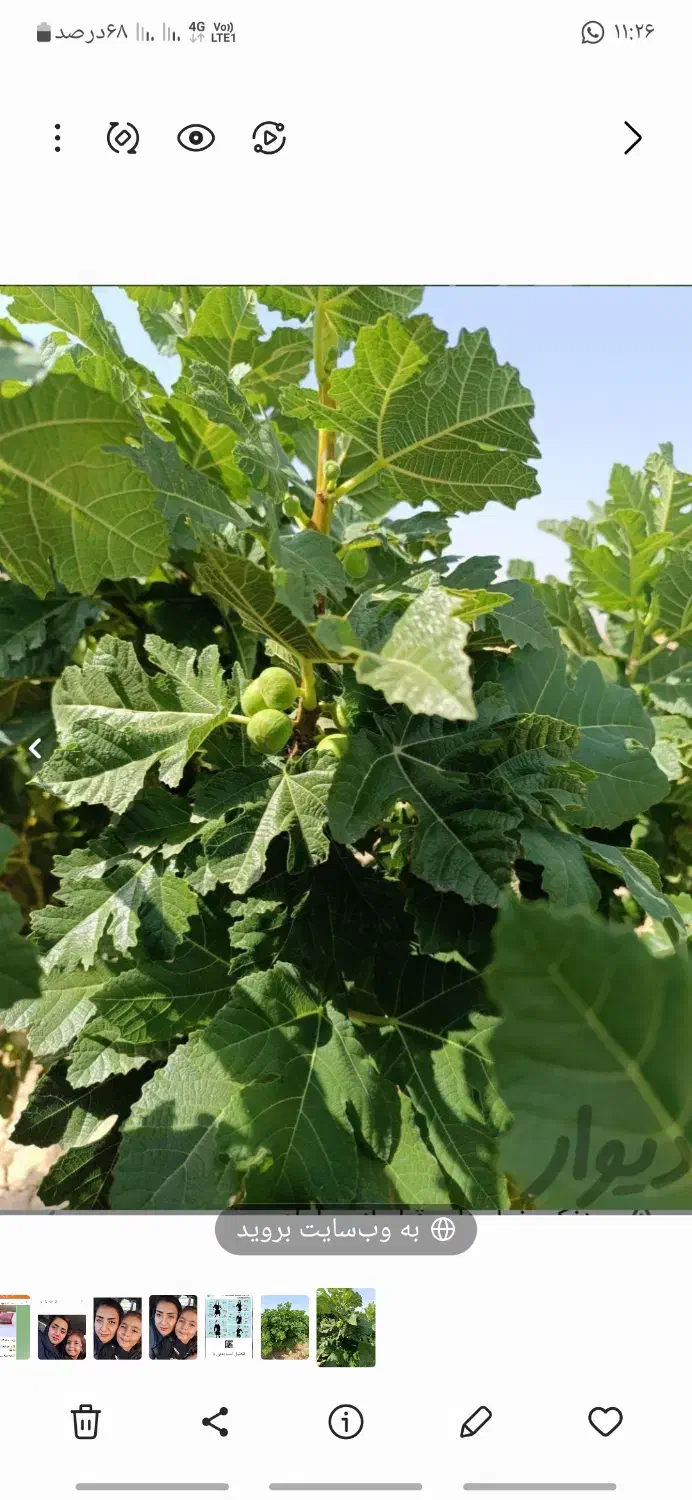 باغ انجیر میمند|فروش زمین و ملک کلنگی|میمند, |دیوار