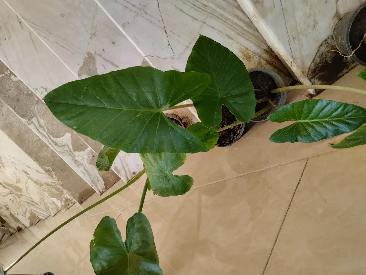 باباآدم جاینت و تنه قرمز|حراج|قم, در بهشت|دیوار