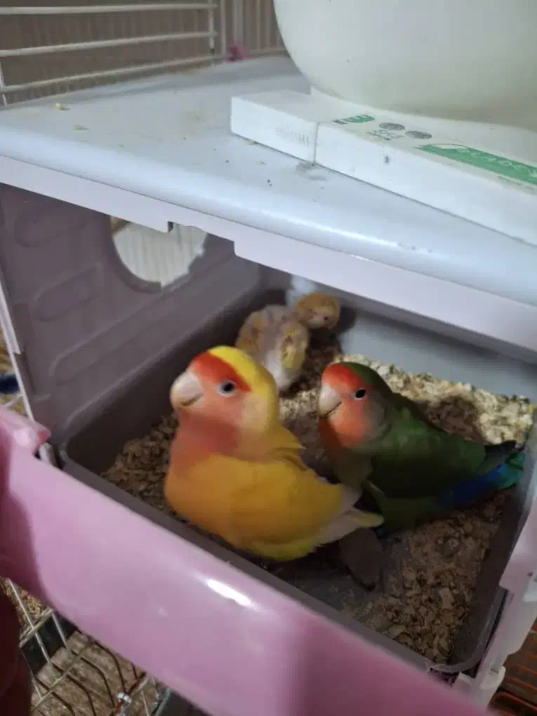 جفت طوطی برزیلی صورت هلویی مولد با جوجه|پرنده|محمدشهر, محمدشهر|دیوار