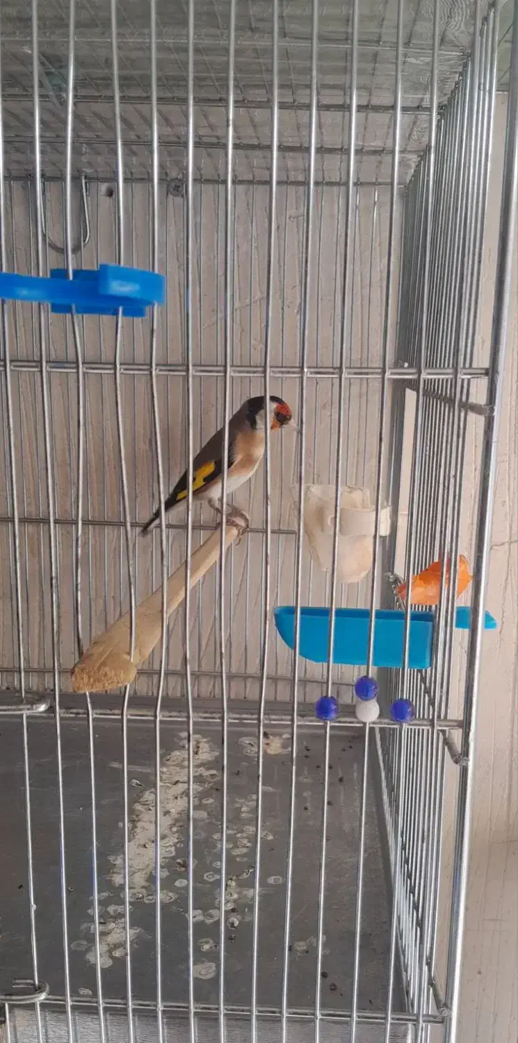 با سلام سهره نر|پرنده|سقز, |دیوار