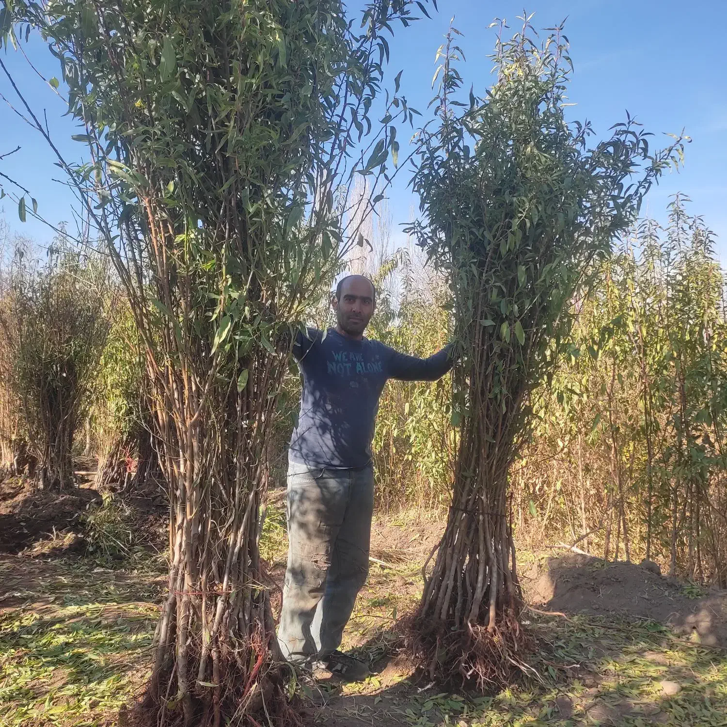 نهالستان سعید افشانی نهال گیلاس وزرد آلو عسگر آباد|خدمات باغبانی و درختکاری|ارومیه, |دیوار