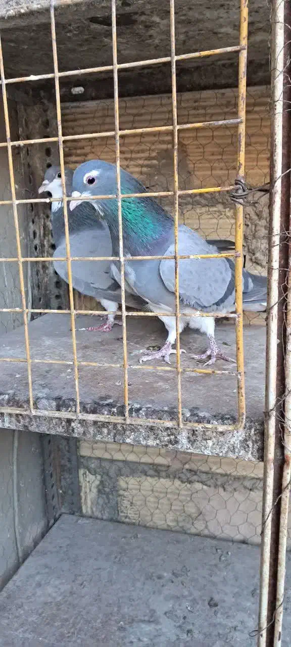 کبوتر خرقه کیپ|پرنده|خمینیشهر, |دیوار