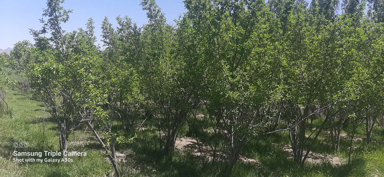 زمین باغ آلو ۴۴۹ متری بابا سلطان|فروش زمین و ملک کلنگی|خوانسار, |دیوار