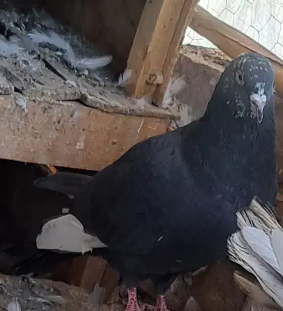 کبوتر پرشی|پرنده|جیرفت, |دیوار