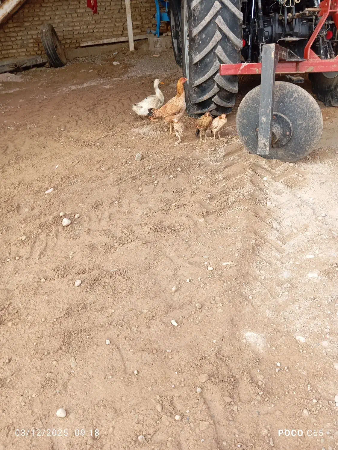 مرغ عربی اصل|حیوانات مزرعه|اندیمشک, |دیوار