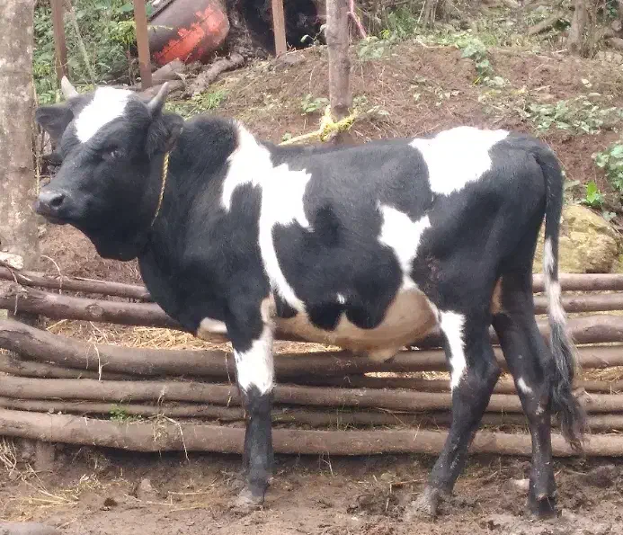 یک راس ورزا کوله اس جنس عروسک|حیوانات مزرعه|توتکابن, |دیوار