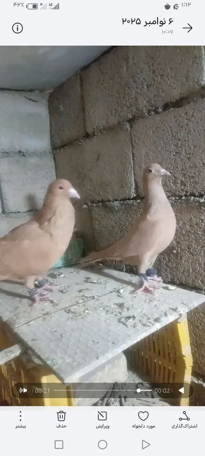 نرو ماده زرد کرمونی|پرنده|سلیمان, |دیوار