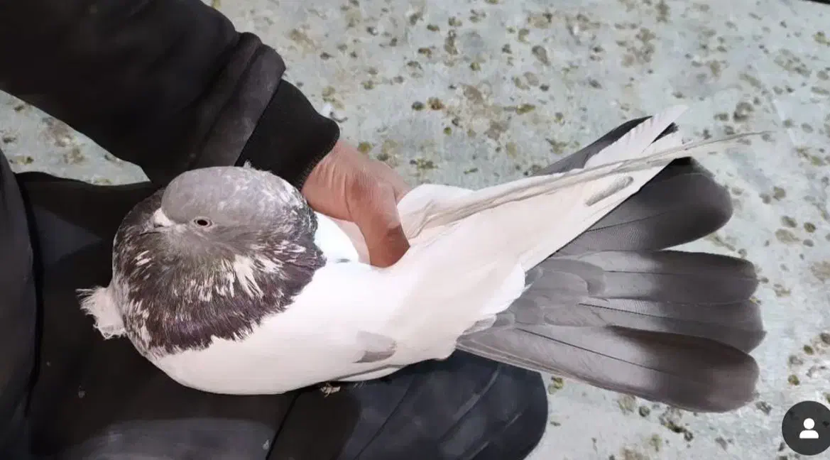 کبوتر|پرنده|رزن, |دیوار