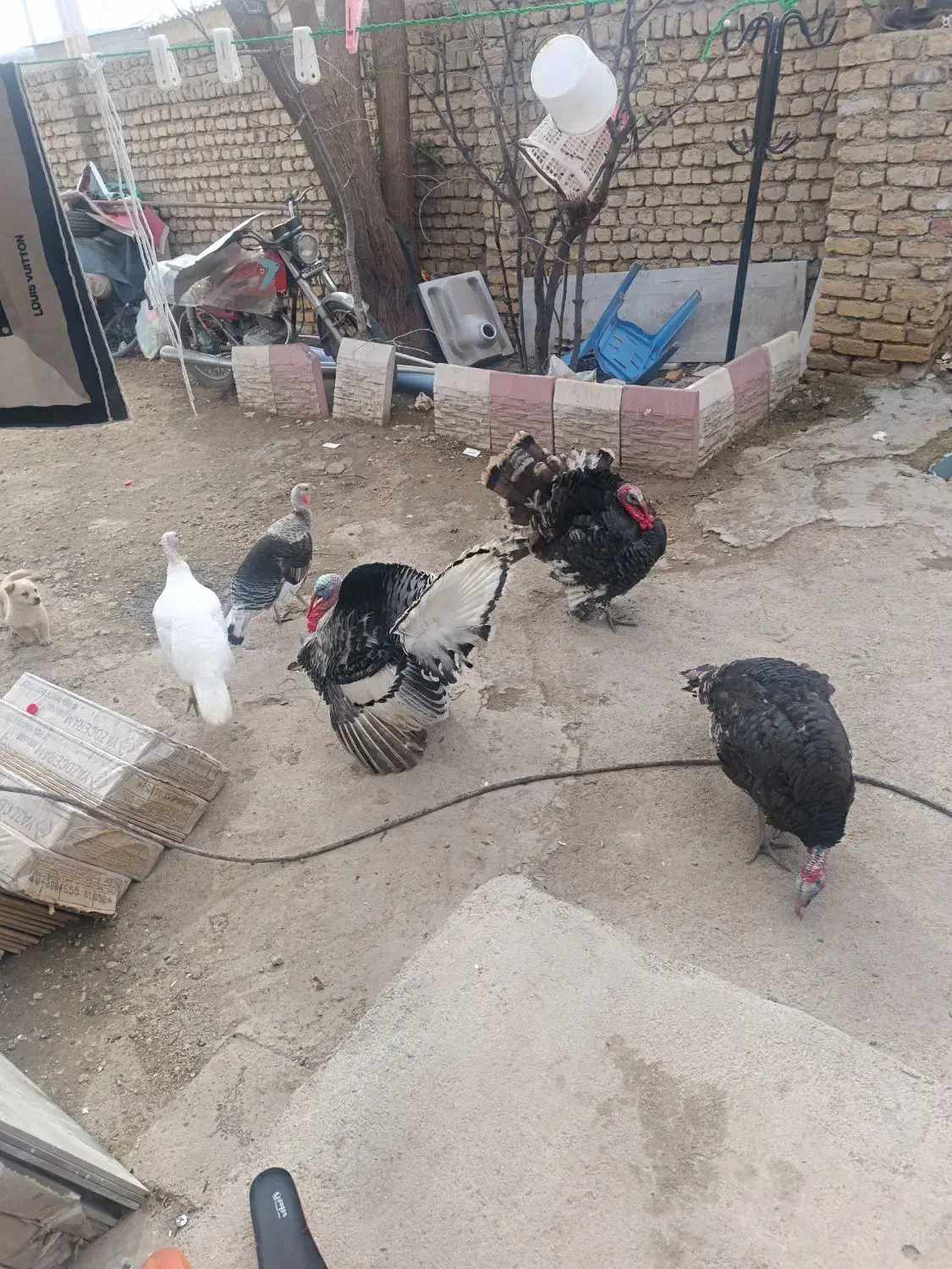 بوقلمون|حیوانات مزرعه|مانه, |دیوار