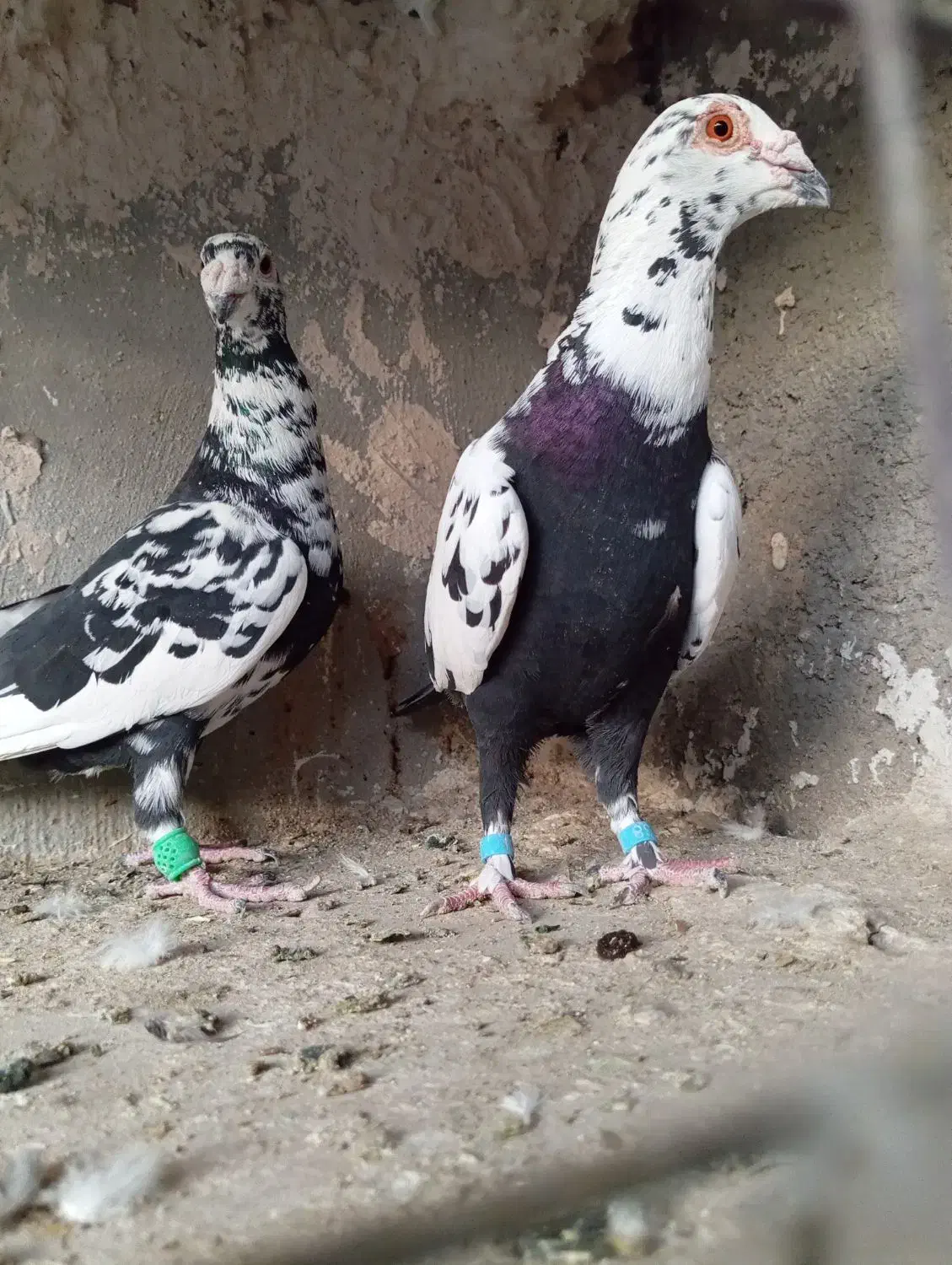 جفت سوسکی سیاه خوشگل وقلدر|پرنده|تربتحیدریه, شهرک ولیعصر|دیوار