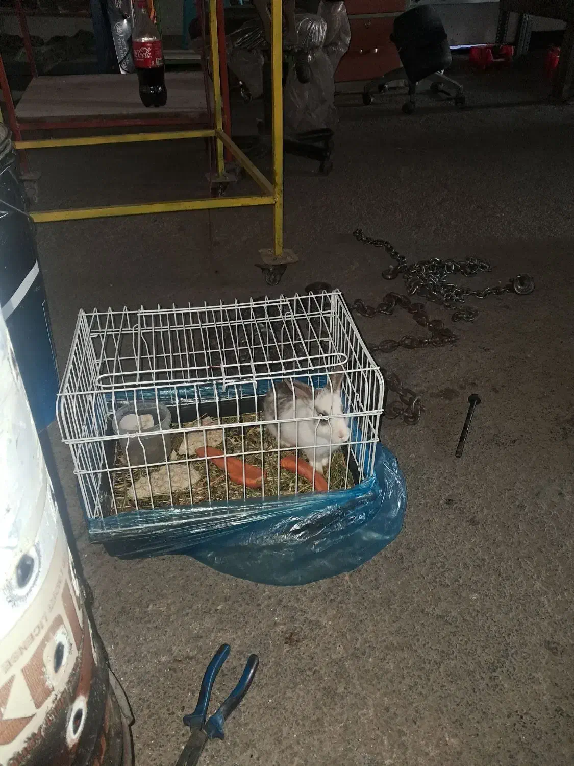 خرگوش با قفس|موش و خرگوش|تهران, جوانمردان (اندیشه)|دیوار