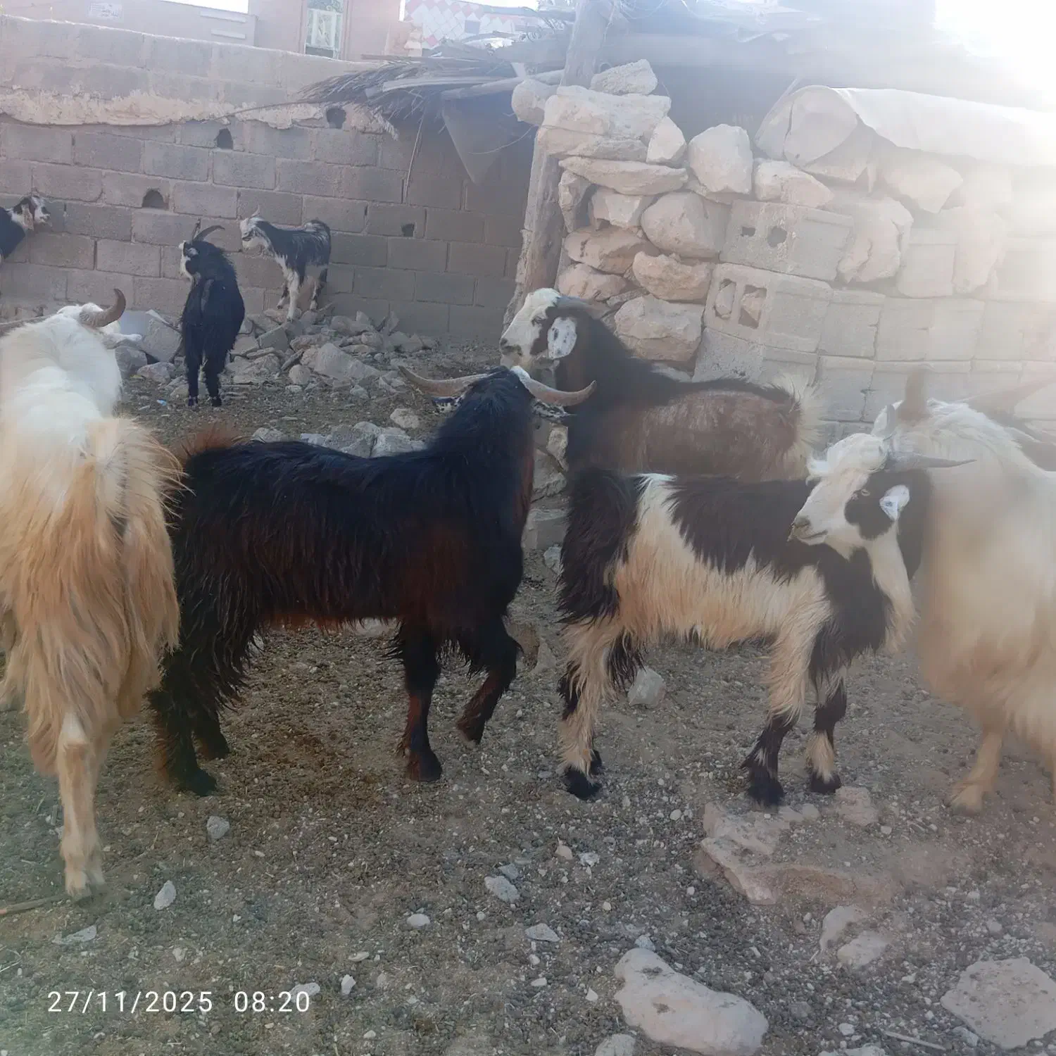 عالی‌درجه‌یک|حیوانات مزرعه|جم, |دیوار