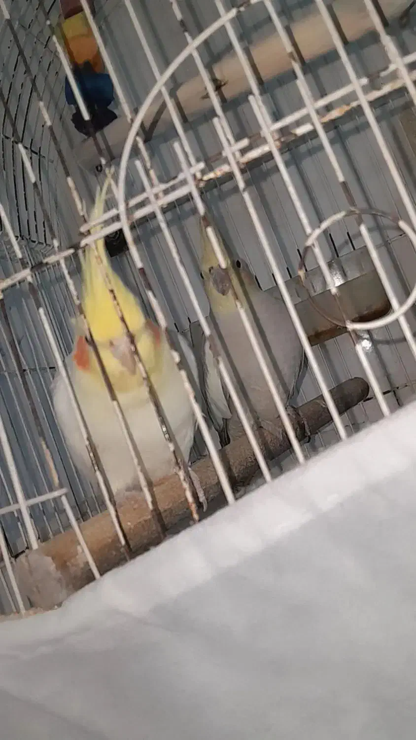 پرنده|پرنده|رضوانشهر, |دیوار