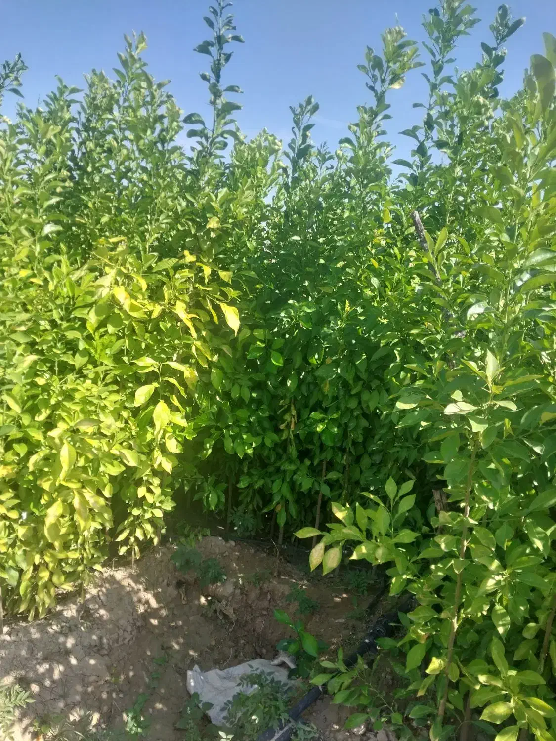 انواع نهال ثمری و زینتی|خدمات باغبانی و درختکاری|شیراز, گل سرخ|دیوار