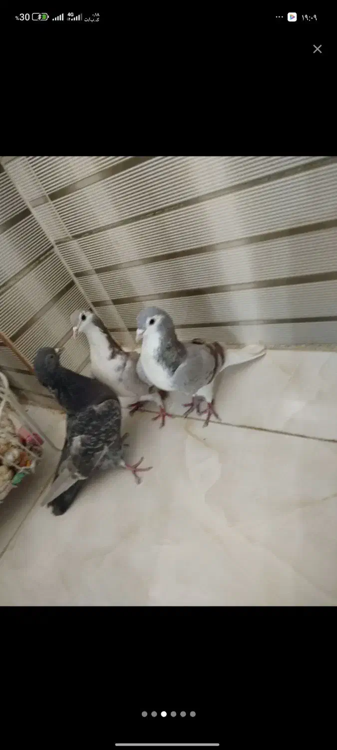 دمگیر و تهرانی|پرنده|خمینی‌شهر, |دیوار